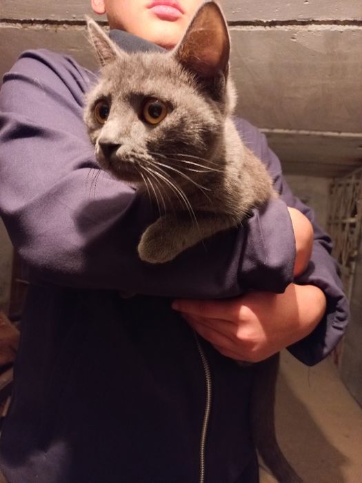 Mushuk sotiladi qolganini telefonda kelishamiz