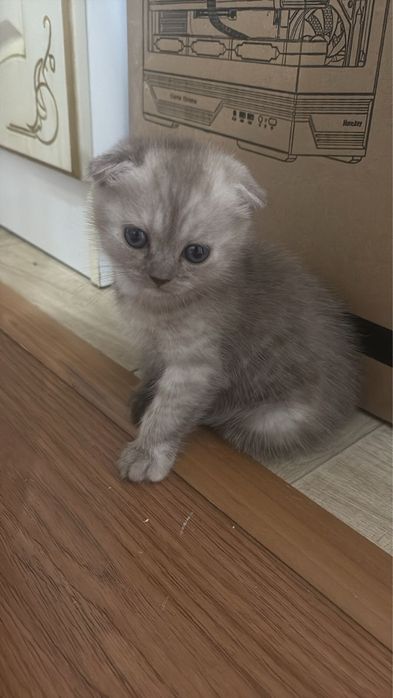 Продается котик 1 месяц