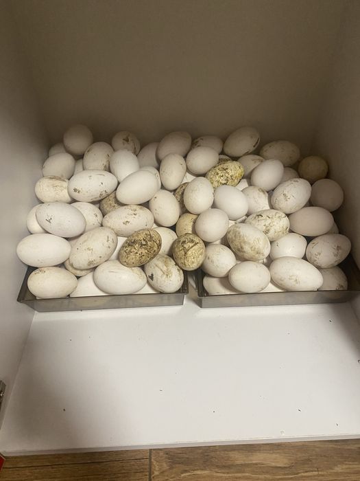 Oua de gasca de vanzare