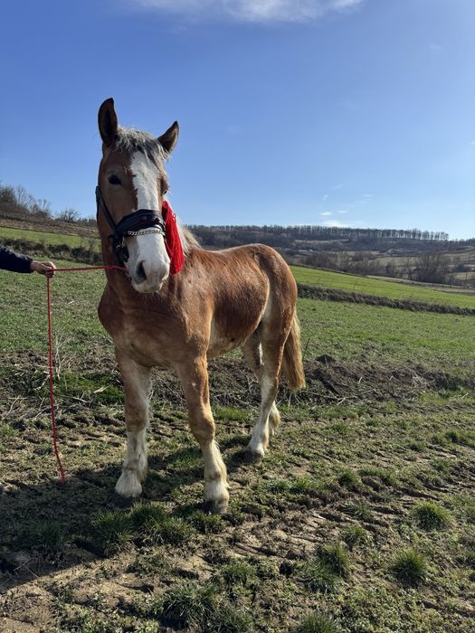 Vand mânz de un an si 5 luni