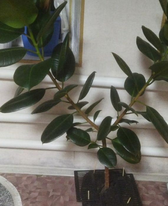 Фикус Эластика Робуста