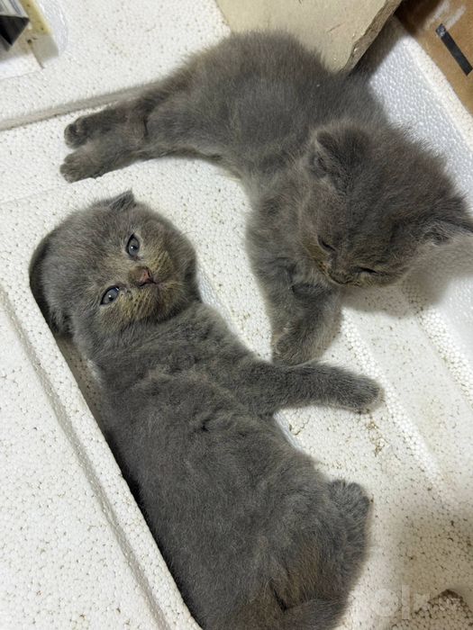 Котята Scottish Fold, 2-3 месячные