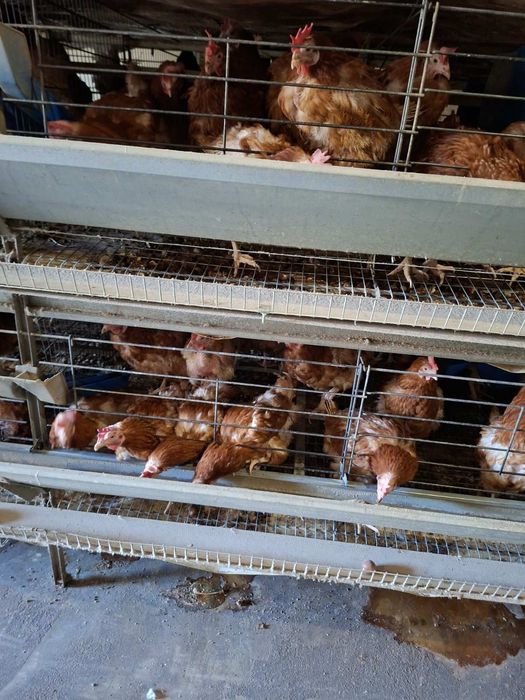 Кокошки носачки ярки