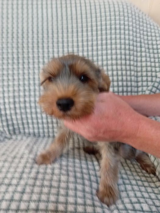 Продам Йорка. Мальчик, 4 месяца.