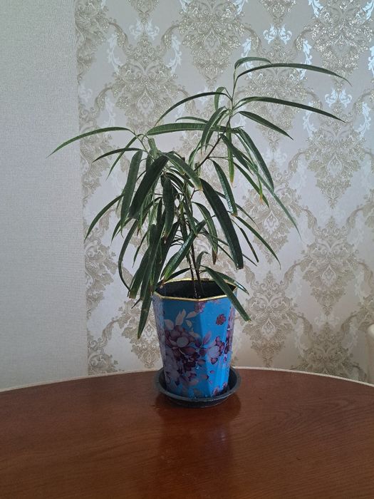 Фикус АЛИ продам