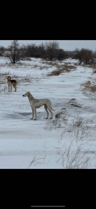 Продам Хортяка 2 Года