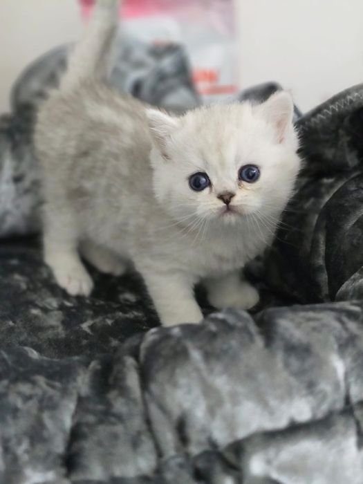 Британские котята