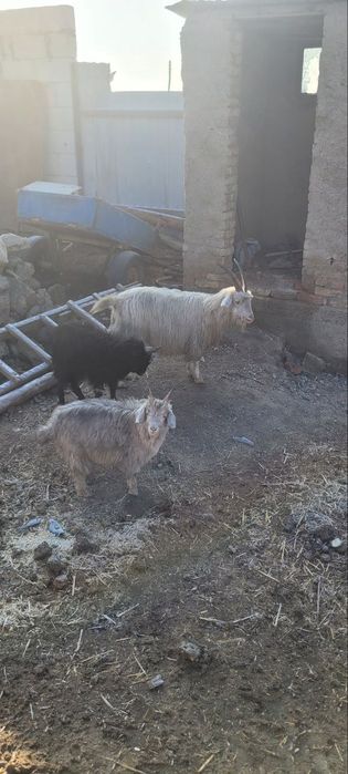 Она бола эчки сотилади 2 та боласи хам такача