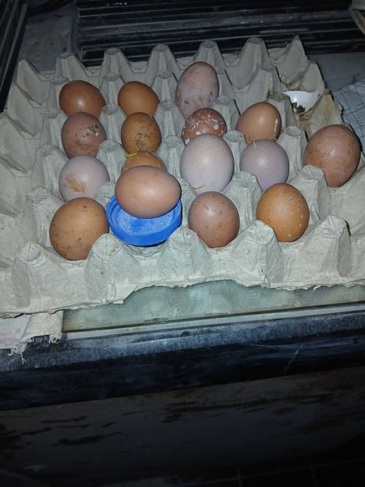 Продавам пронесли млади ярки и кокошки Ломан браун