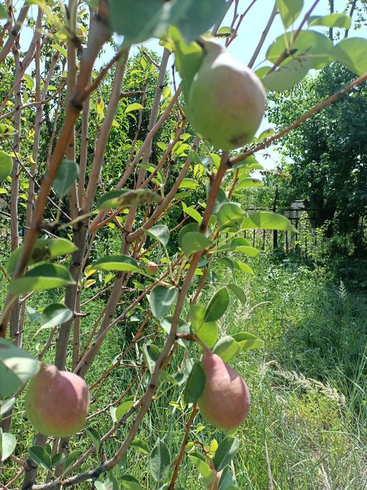 Екі бөлмелі вримянка