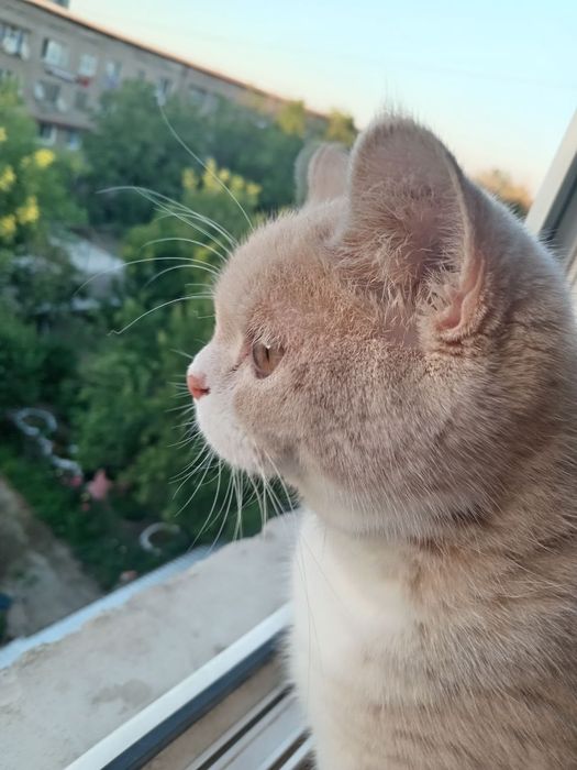 Mushuk bolasi hadya qilinadi