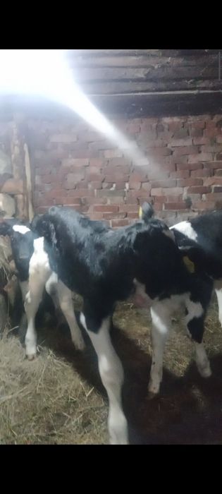 Продам телят бычков и тёлочки