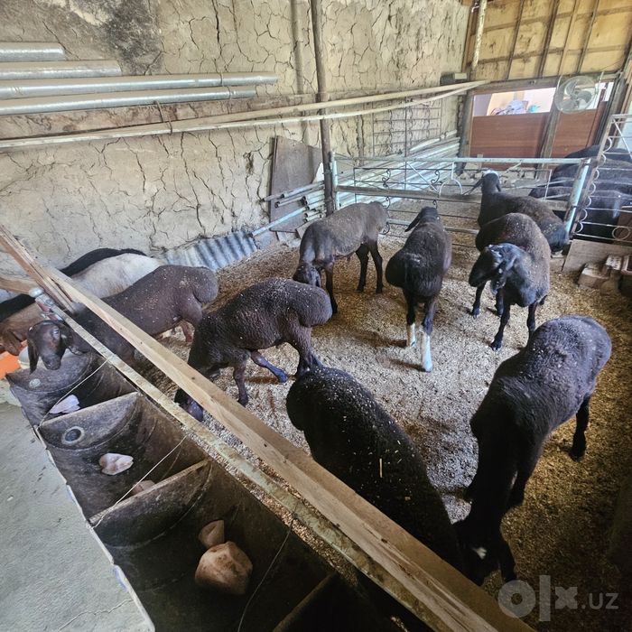 Qo'y sotiladi. 16ta bor. Uyda boqilgan sog'lom. Vitamin dorilarini olg