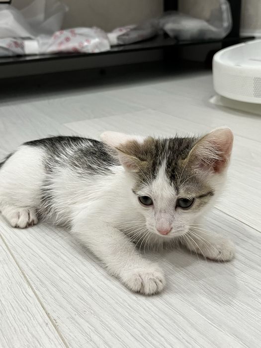 Котенок бесплатно