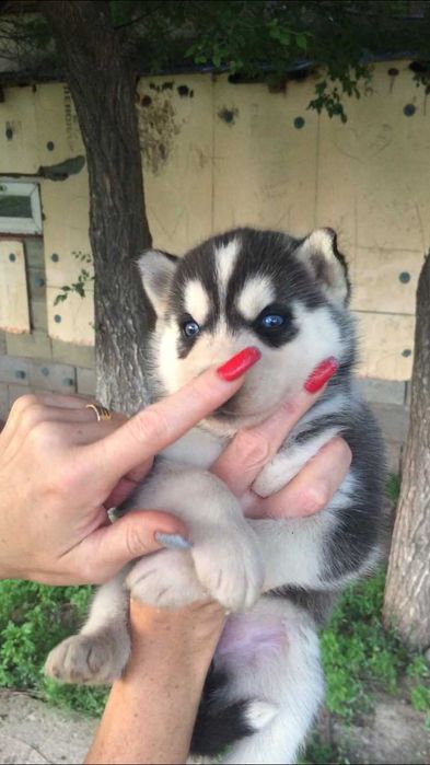 Девочка хаски по реальной цене