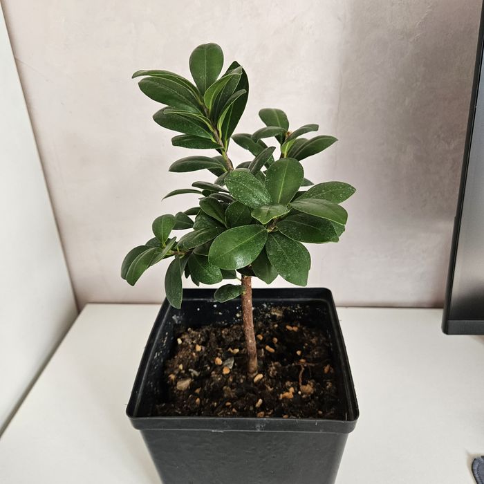 Фикус микрокарпа комнатные цветы