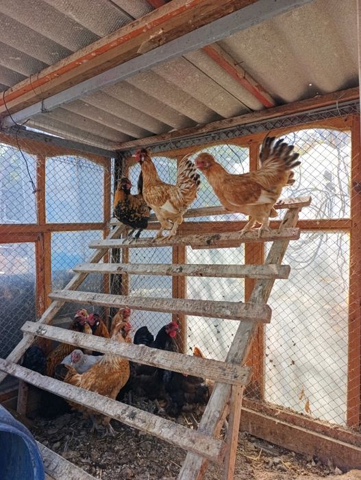 Кораз петухи кораздар