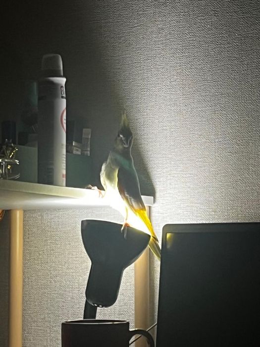 Попугай Корелла