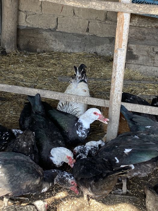 Индоуткалар сатылады, еті өте пайдалы