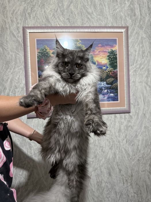 Котенок породы Мейн-кун