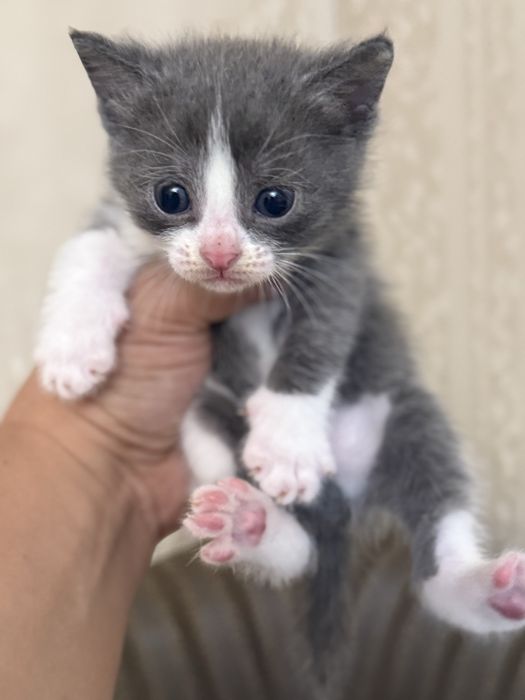 Вислоухие котята