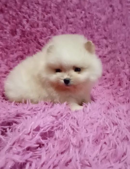 Счастье на ладошке