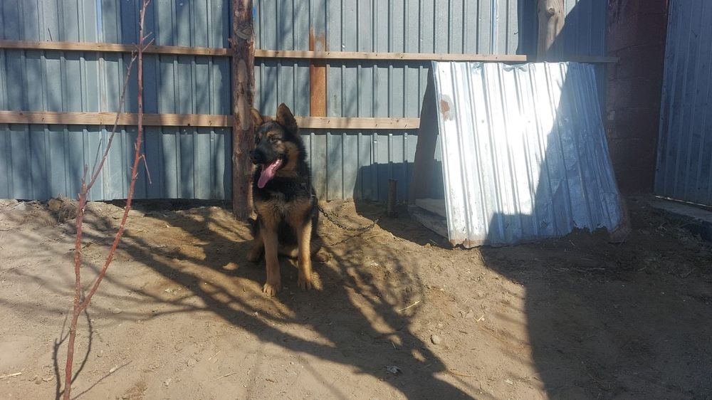 Таза қанды овчарка