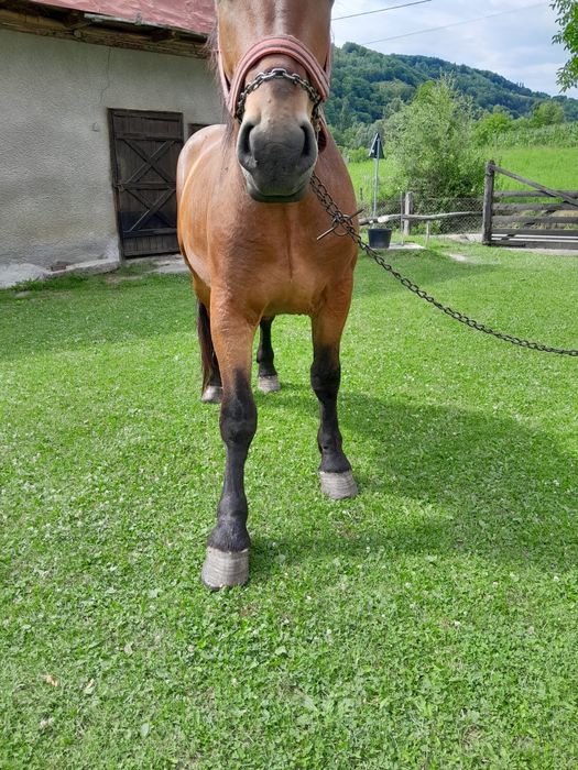 Vad cal de 3 ani