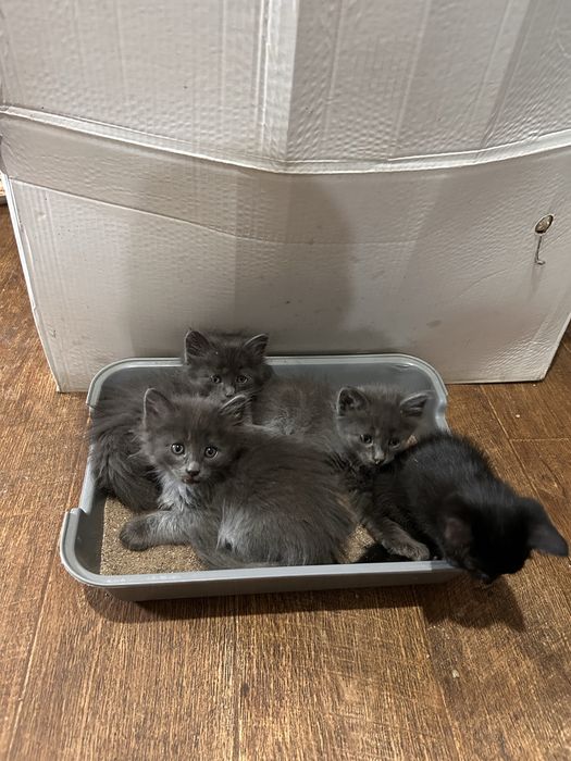 Отдам котят милые