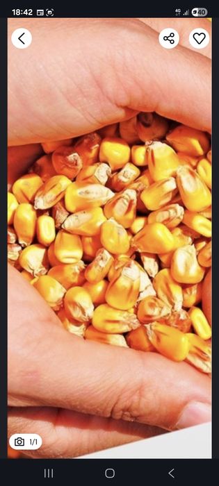 Vand porumb  producție 2025 /18 lei/banita