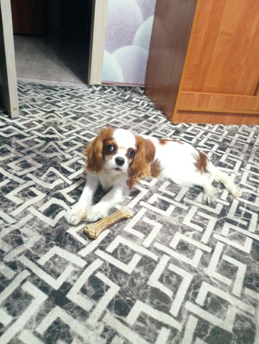 Продам щенка Кинг Чарльз спаниель