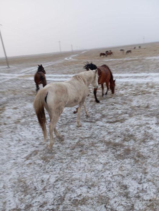 Продам кобылу жерёбую