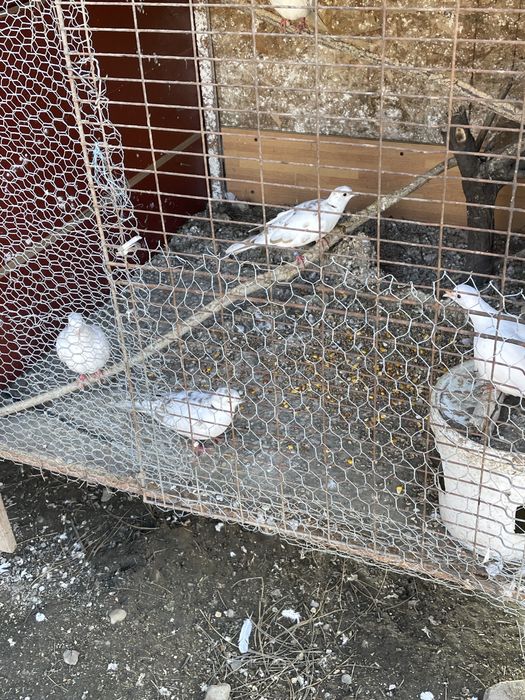 Dau la schimb turturele