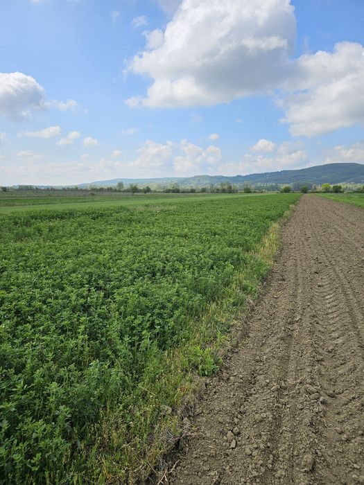 Lucernă verde 1 hectar