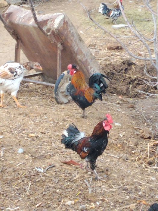 Японский қораздар сатылады