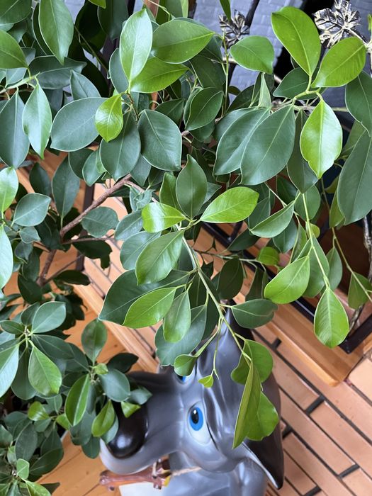 Продам Фикус Бенджамина