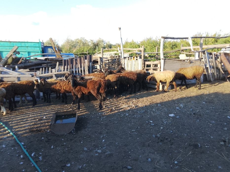 Продам бараны овцы