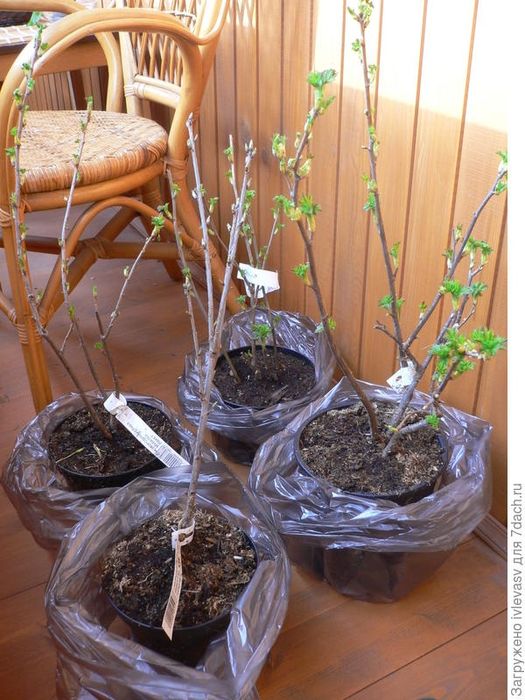 Саженцы черной смородины