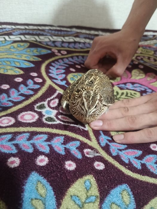Bedana sotiladi yovvoyi huhuddan tutilgan