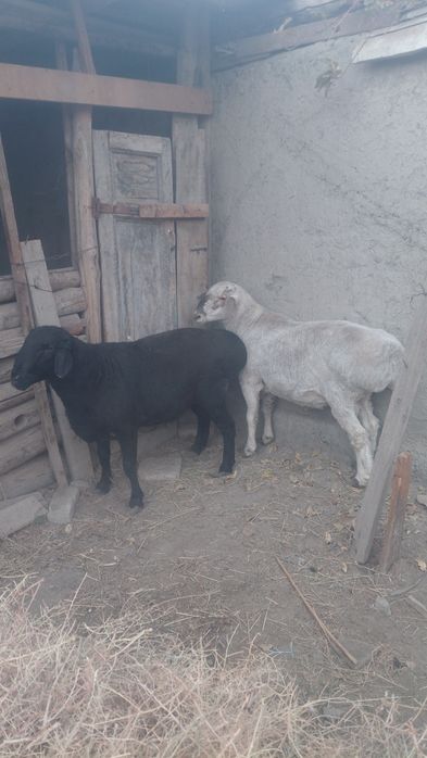 Zotli, Qozoqi qo'chorlar