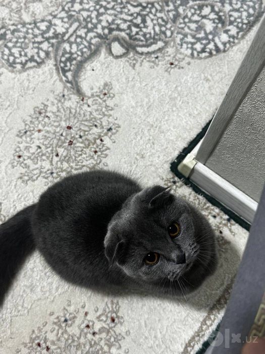 Продаются котята скоттиш фолд/страйт (серебристая шиншилла)