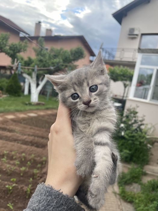 Подарявам котенца