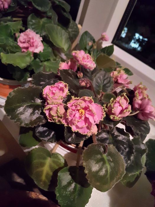 Фиалка сортовая выставочная.