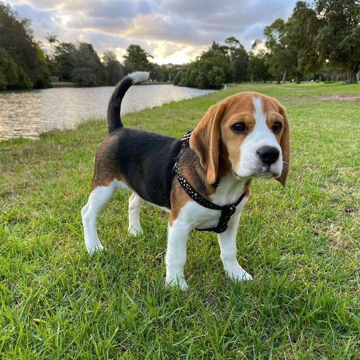 Бигль девочка для вязки