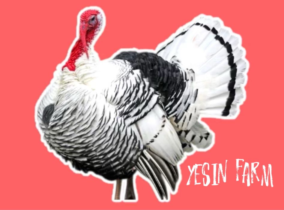 Инкубационные яйца северо кавказских индюков премиального качества