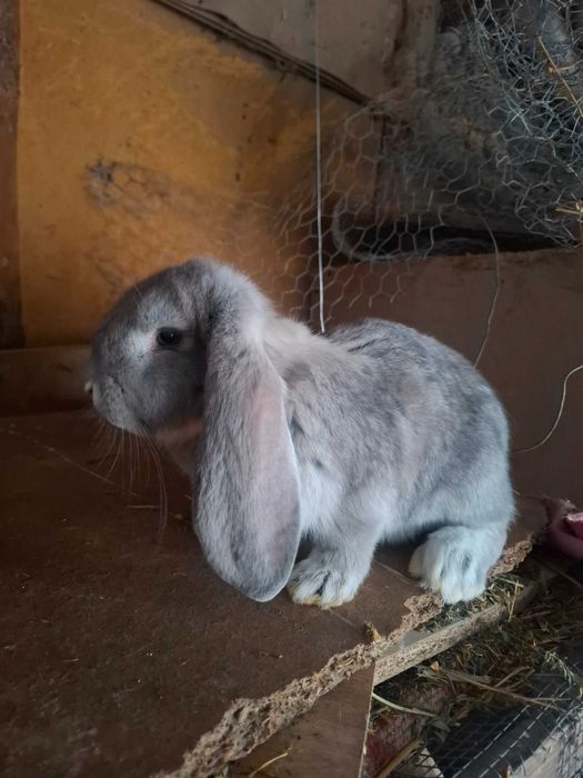 Iepuri uriaș german și berbec german