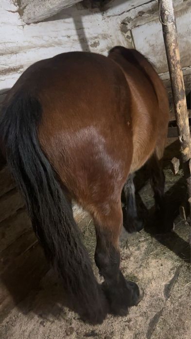 Vând manză de 2 ani jumate