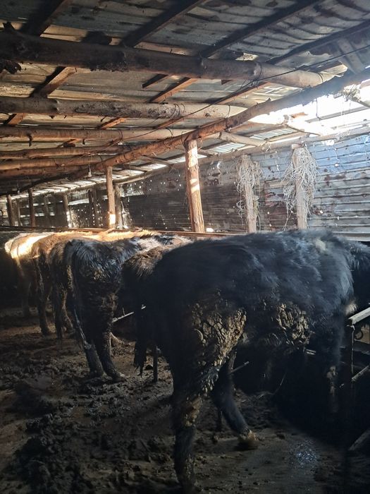 Продам телят все бычки