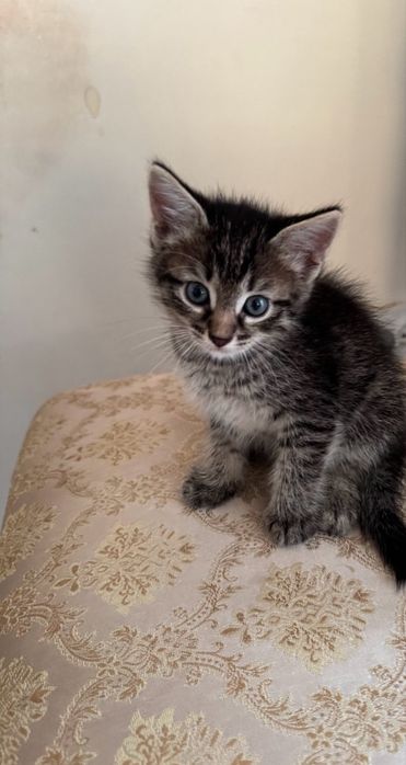 Котенок мальчик отдадим в добрые руки