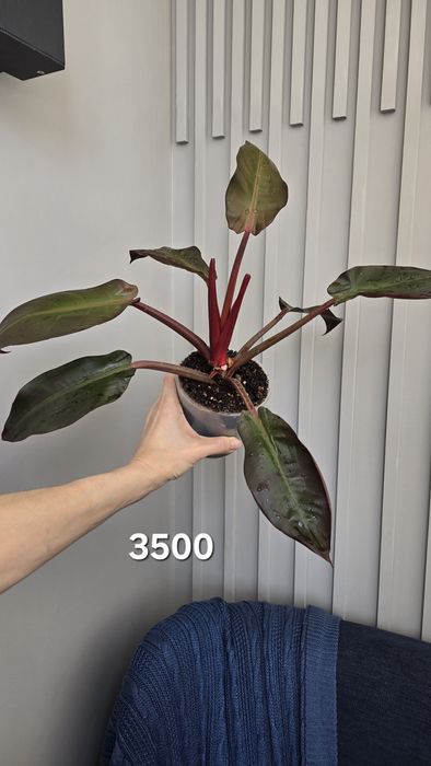 Продам филодендрон, сцинлапсус